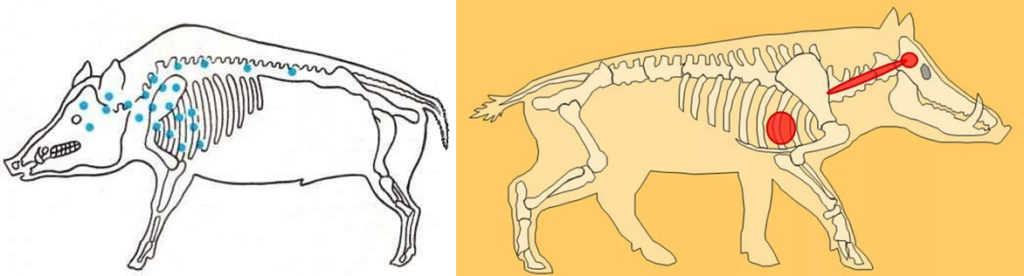 Убойные места кабана